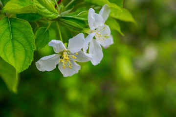 white blossom green background`