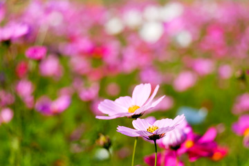 Fototapeta premium 美しいコスモス畑