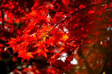 紅葉
