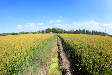 Rice paddies