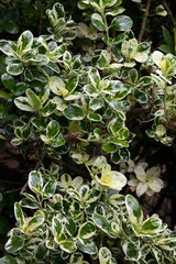 Floral natural leaves background