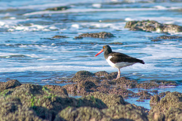 American oystercatcher on the seashore
