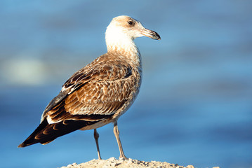 Seagull perched on the coast