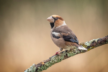 Coccothraustes coccothraustes, hawfinch