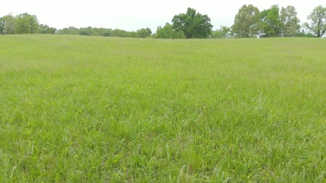Grass Prairie Field