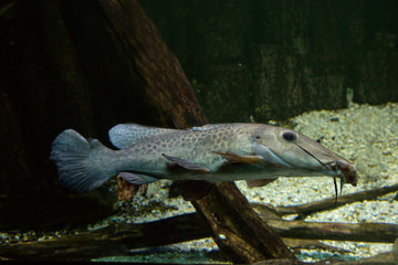 Giraffe catfish (Auchenoglanis occidentalis).