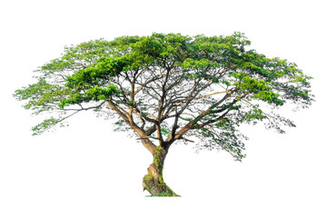 Obraz premium Trees isolated on white background, tropical trees isolated used for design. File contains with clipping path.