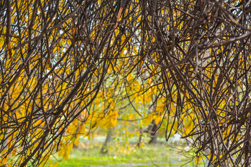 Autumn branches without leaves in the park