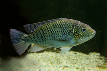Tanganika Tilapia (Oreochromis tanganicae).