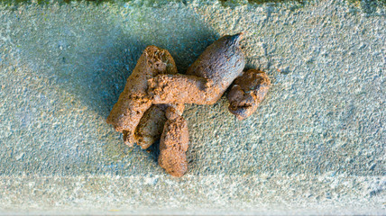 Dog feces on the cement ground at a roadside