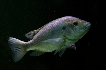 Mozambique tilapia (Oreochromis mossambicus).