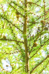 Sprig of European Larch or Larix decidua with pine cones on blurred background