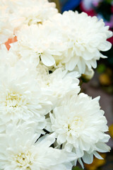 Bouquet of Salmon Color and White Chrysanthemum or Golden-Daisy