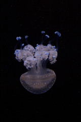 Naklejka na ściany i meble Floating bell, Australian spotted jellyfish, white-spotted jellyfish(Phyllorhiza punctata).