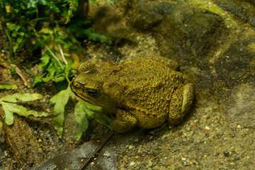 Cane toad,  giant neotropical toad, marine toad (Rhinella marina).