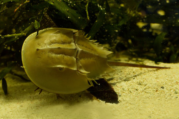 Atlantic horseshoe crab, American horseshoe crab (Limulus polyphemus). © Elena