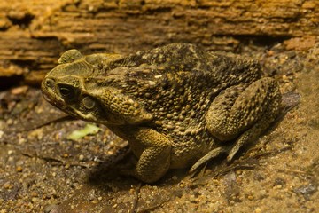 Cane toad,  giant neotropical toad, marine toad (Rhinella marina).