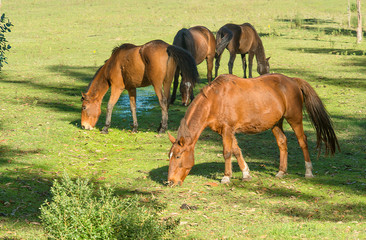 Horses grazing on the field 