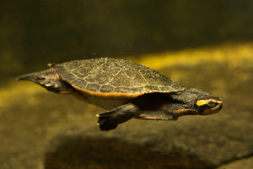 Australian red-bellied short-necked turtle (Emydura subglobosa).