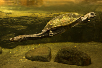 Obraz premium Snake-necked turtle (Chelodina seibenrocki).