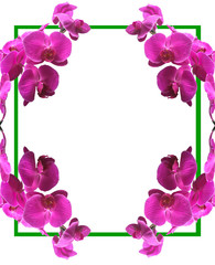 frame with flowers,violet orchid  frame on white background