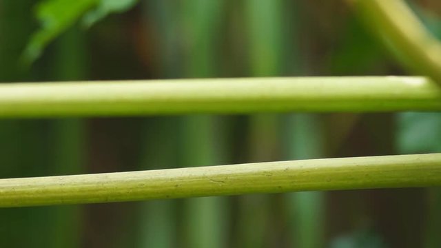 Pirok Pirok bird perch on papaya branch. close up