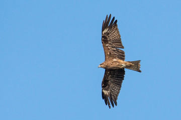 Black-eared Kite flying on the blue sky, Thailand