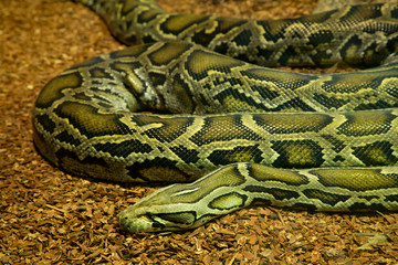  Burmese python (Python bivittatus).