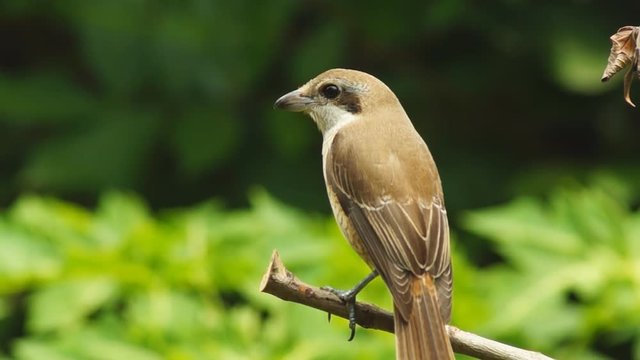 Pirok Pirok bird perch on Twig. close up