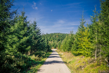 Fototapeta na wymiar Beautyful walk road in Blackforest