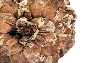 Macro shot of give off sap from giant sugar pine cone harvested in the pacific northwest.