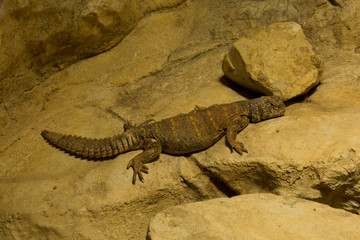 Fototapeta na wymiar Uromastyx ornata, ornate mastigure (Ornate spiny-tailed lizard).