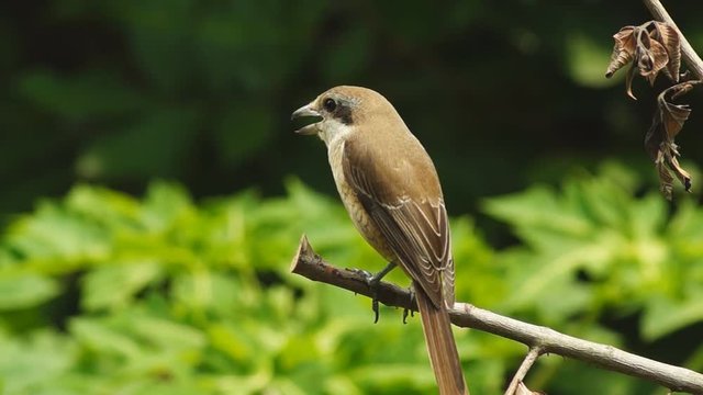 Pirok Pirok bird perch on Twig. close up