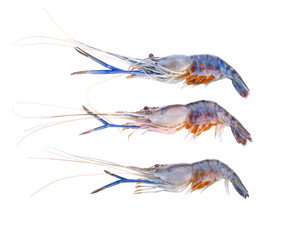 Giant freshwater prawn isolated on white background