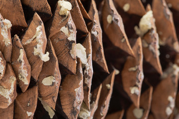 Macro shot of give off sap from giant sugar pine cone harvested in the pacific northwest.