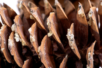 Macro shot of give off sap from giant sugar pine cone harvested in the pacific northwest.