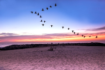 Fototapeta premium Marine landscape Flock of birds 