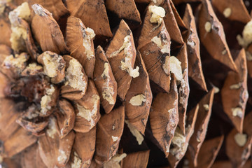 Macro shot of give off sap from giant sugar pine cone harvested in the pacific northwest.
