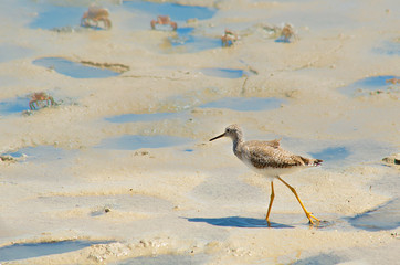 lesser yellowlegs on the lagoon