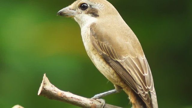 Pirok Pirok bird perch on Twig. close up