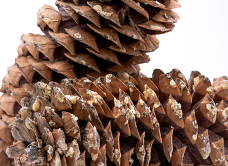 Macro shot of give off sap from giant sugar pine cone harvested in the pacific northwest.