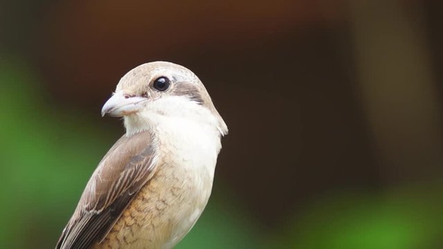Pirok Pirok bird perch on Twig. close up