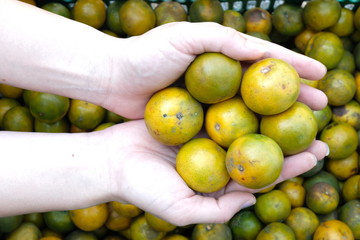 Orange in hand after harvest, in Thailand