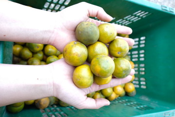 Orange in hand after harvest, in Thailand