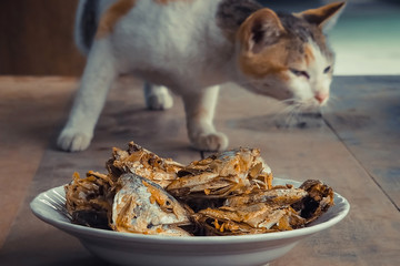  Cat watch deep Fried Fish Head. Selective focus on the fish hea