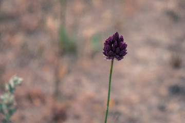 Flor