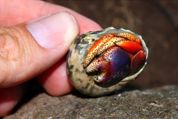 Hermit Crab Saint Kitts