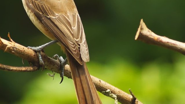 Pirok Pirok bird perch on Twig. close up