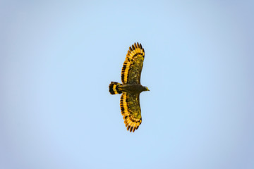 Flying Hawk