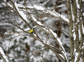 Black-Capped Chickadee Perched on Pie Tree Branch with Cones in Winter